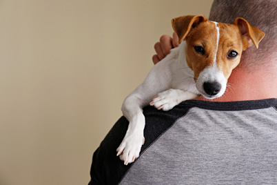 Back view of adult man holding & playing with cute one year old Jack Russel terrier puppy at home. Small adorable doggy with funny fur stains on the face. 